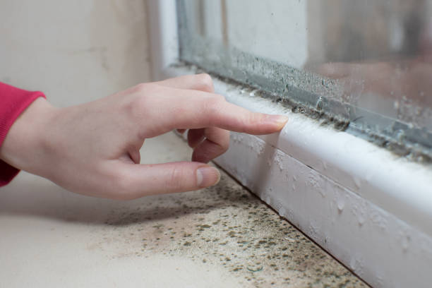 Best Industrial Mold Remediation  in West Milton, PA